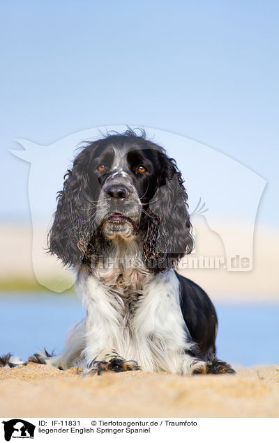 liegender English Springer Spaniel / lying English Springer Spaniel / IF-11831