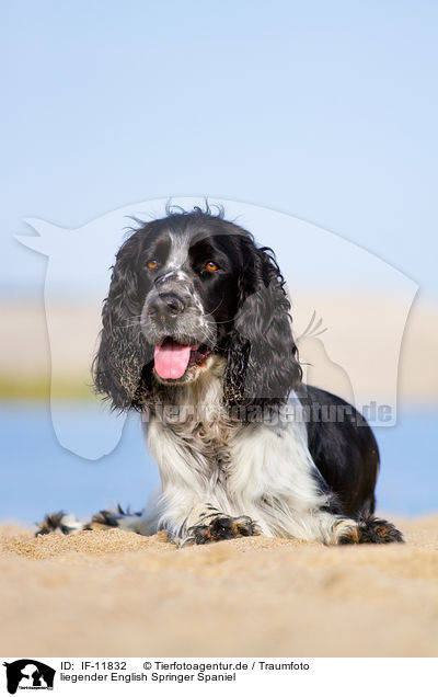 liegender English Springer Spaniel / lying English Springer Spaniel / IF-11832