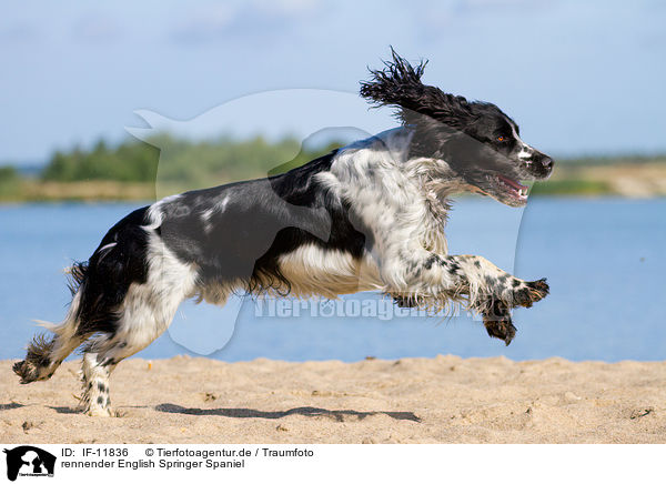 rennender English Springer Spaniel / running English Springer Spaniel / IF-11836