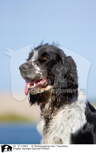 English Springer Spaniel Portrait / English Springer Spaniel Portrait / IF-11843