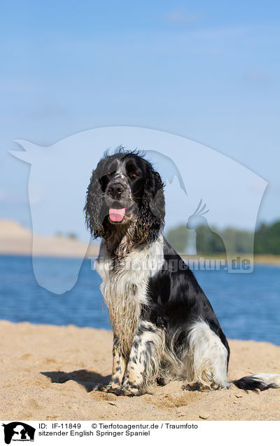 sitzender English Springer Spaniel / sitting English Springer Spaniel / IF-11849