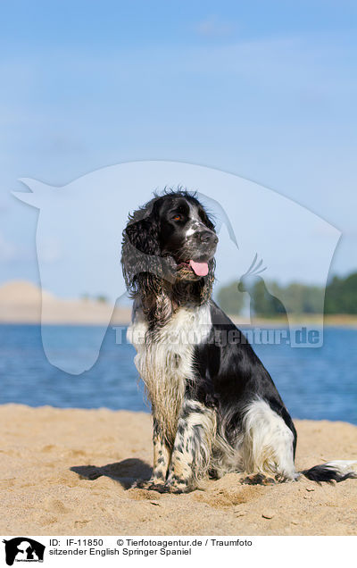 sitzender English Springer Spaniel / sitting English Springer Spaniel / IF-11850