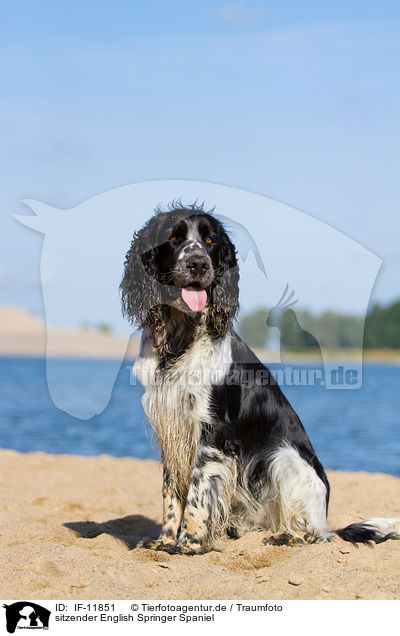 sitzender English Springer Spaniel / sitting English Springer Spaniel / IF-11851