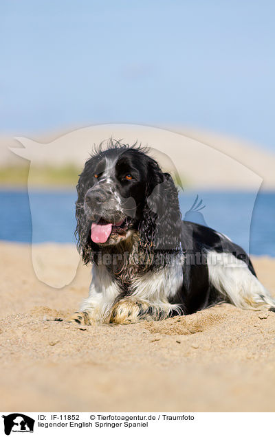 liegender English Springer Spaniel / lying English Springer Spaniel / IF-11852