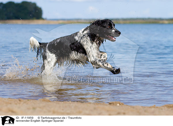 rennender English Springer Spaniel / running English Springer Spaniel / IF-11859