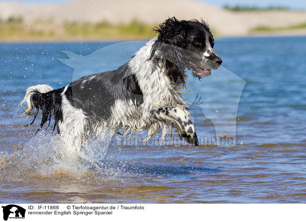 rennender English Springer Spaniel / running English Springer Spaniel / IF-11866