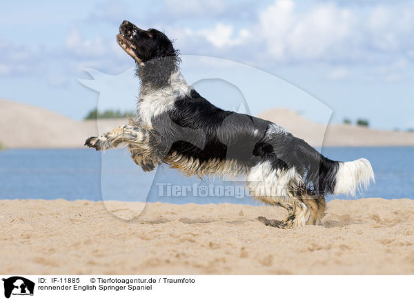 rennender English Springer Spaniel / running English Springer Spaniel / IF-11885