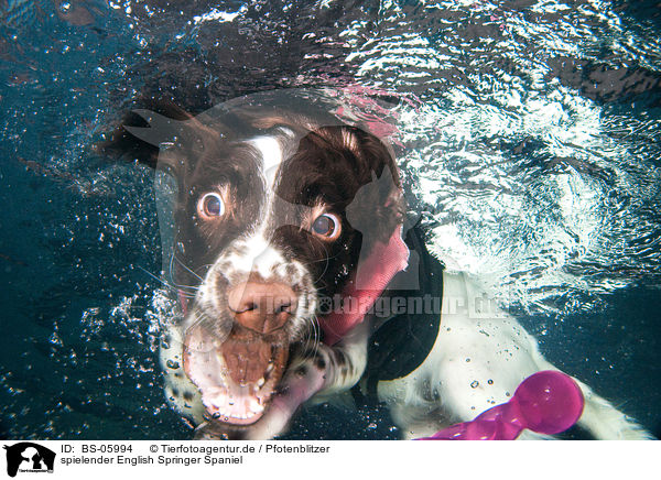 spielender English Springer Spaniel / playing English Springer Spaniel / BS-05994