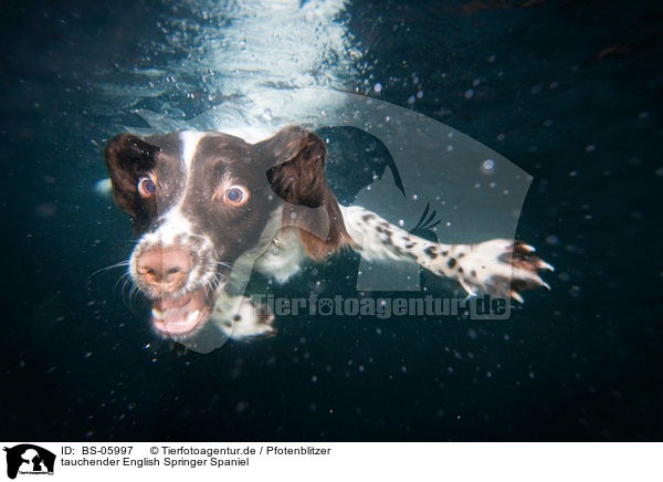 tauchender English Springer Spaniel / diving English Springer Spaniel / BS-05997