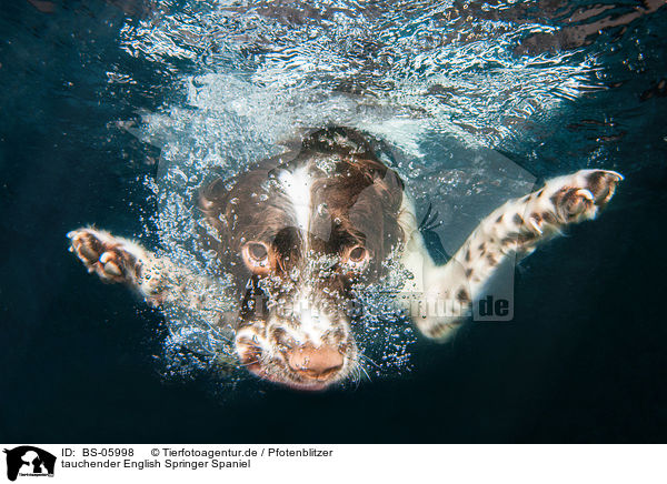 tauchender English Springer Spaniel / diving English Springer Spaniel / BS-05998