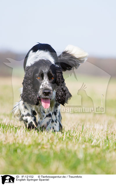 English Springer Spaniel / English Springer Spaniel / IF-12152
