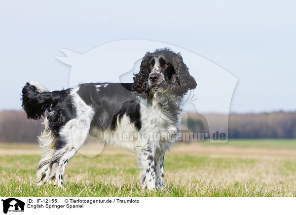 English Springer Spaniel / English Springer Spaniel / IF-12155