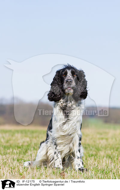 sitzender English Springer Spaniel / sitting English Springer Spaniel / IF-12175
