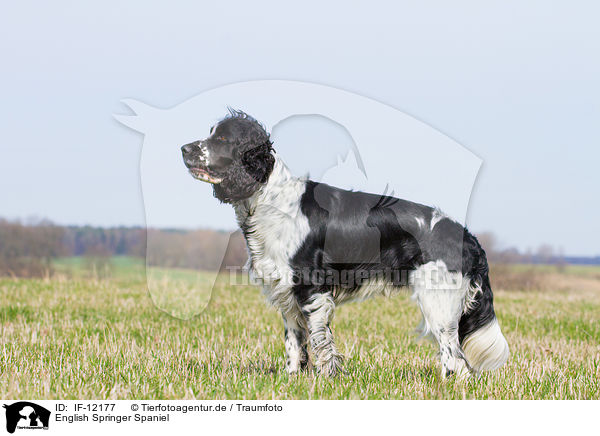 English Springer Spaniel / English Springer Spaniel / IF-12177