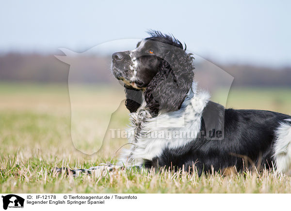 liegender English Springer Spaniel / lying English Springer Spaniel / IF-12178