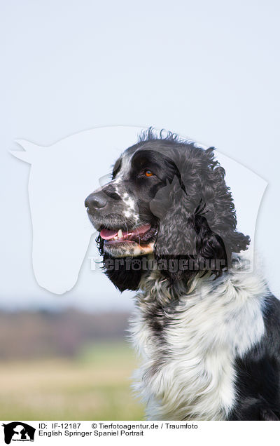English Springer Spaniel Portrait / English Springer Spaniel Portrait / IF-12187