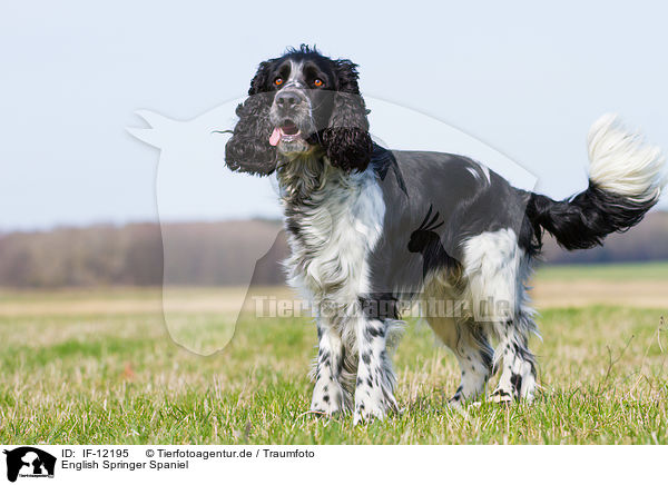 English Springer Spaniel / English Springer Spaniel / IF-12195