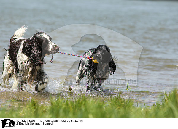 2 English Springer Spaniel / 2 English Springer Spaniel / KL-18253