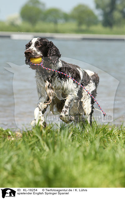 spielender English Springer Spaniel / playing English Springer Spaniel / KL-18254