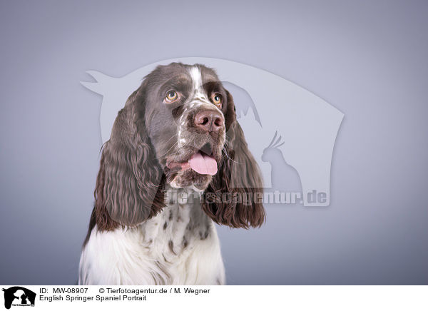 English Springer Spaniel Portrait / English Springer Spaniel Portrait / MW-08907