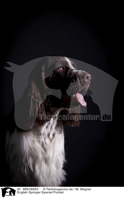 English Springer Spaniel Portrait / English Springer Spaniel Portrait / MW-08963