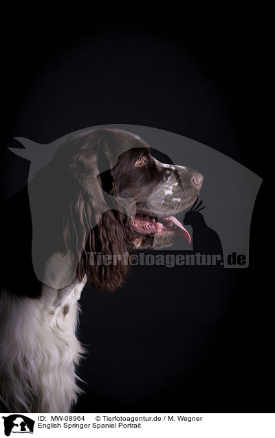English Springer Spaniel Portrait / English Springer Spaniel Portrait / MW-08964