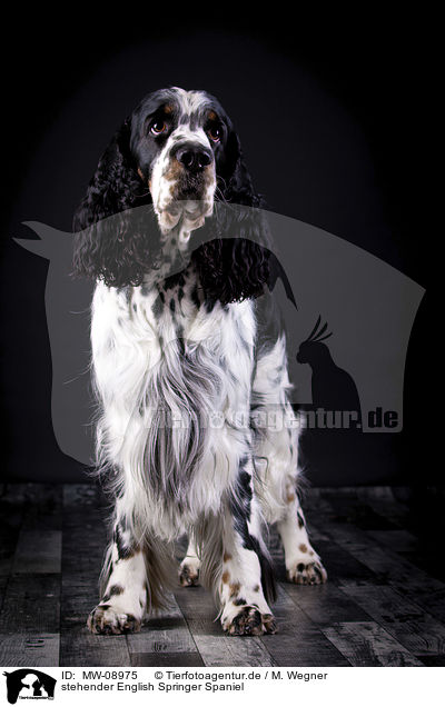 stehender English Springer Spaniel / standing English Springer Spaniel / MW-08975