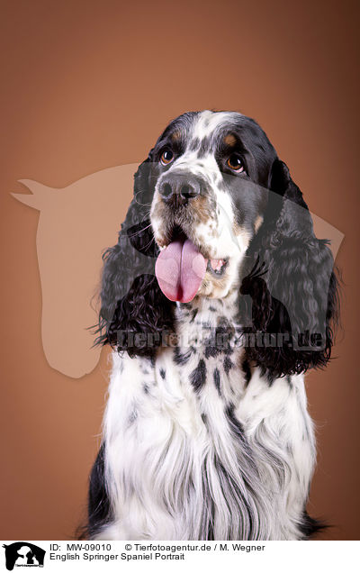 English Springer Spaniel Portrait / English Springer Spaniel Portrait / MW-09010