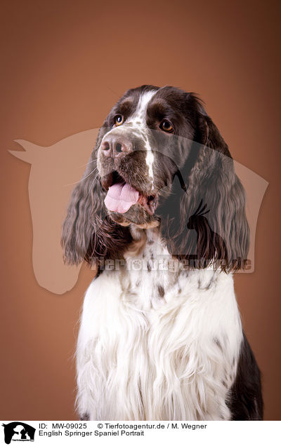 English Springer Spaniel Portrait / English Springer Spaniel Portrait / MW-09025