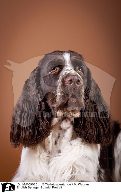 English Springer Spaniel Portrait / English Springer Spaniel Portrait / MW-09030