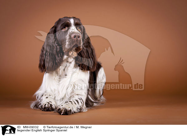 liegender English Springer Spaniel / lying English Springer Spaniel / MW-09032