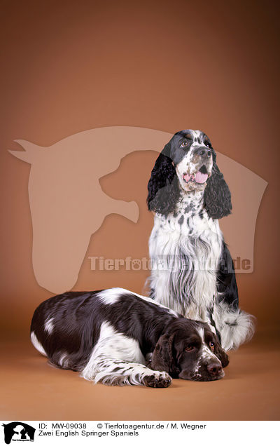 Zwei English Springer Spaniels / two English Springer Spaniels / MW-09038