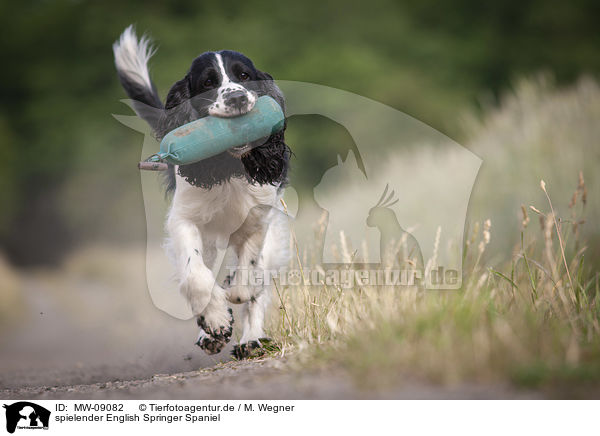 spielender English Springer Spaniel / playing English Springer Spaniel / MW-09082