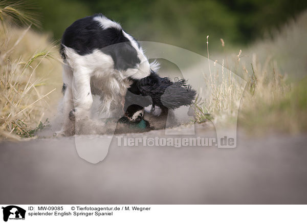 spielender English Springer Spaniel / playing English Springer Spaniel / MW-09085
