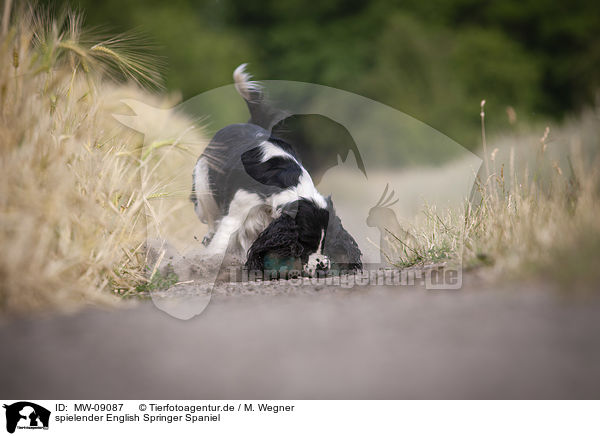spielender English Springer Spaniel / playing English Springer Spaniel / MW-09087