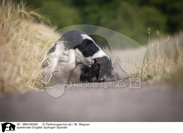 spielender English Springer Spaniel / playing English Springer Spaniel / MW-09088