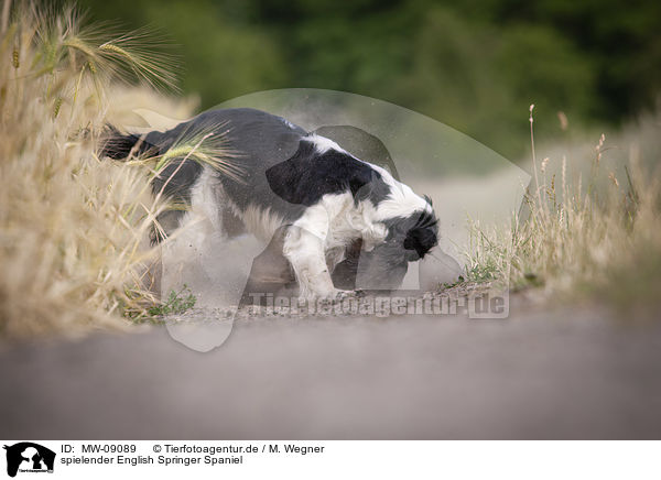 spielender English Springer Spaniel / playing English Springer Spaniel / MW-09089