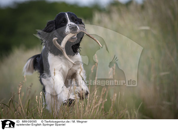 spielender English Springer Spaniel / playing English Springer Spaniel / MW-09095