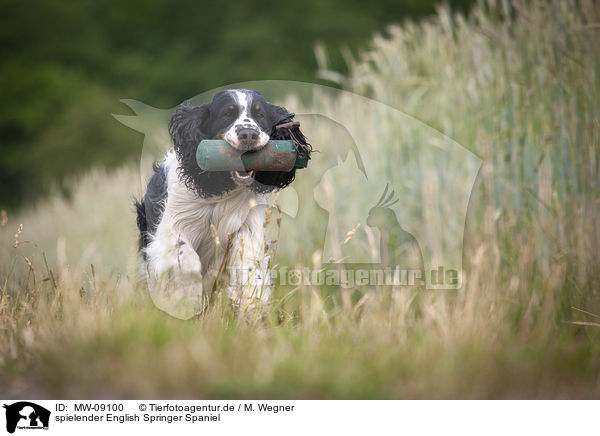 spielender English Springer Spaniel / playing English Springer Spaniel / MW-09100