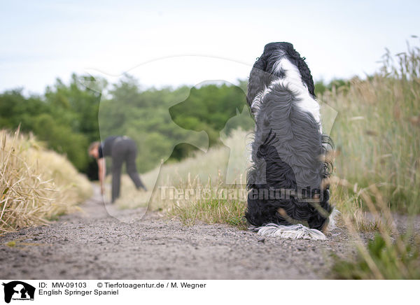 English Springer Spaniel / English Springer Spaniel / MW-09103