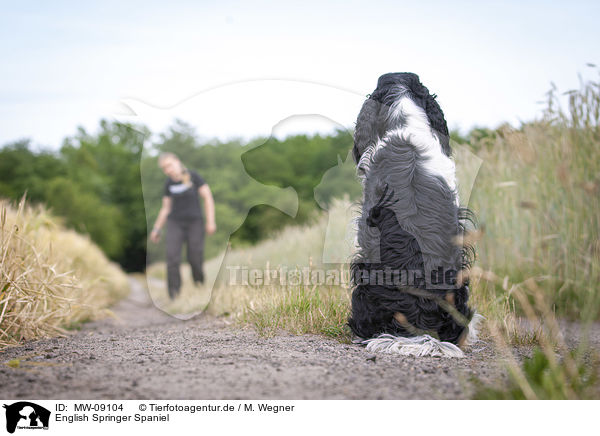 English Springer Spaniel / English Springer Spaniel / MW-09104