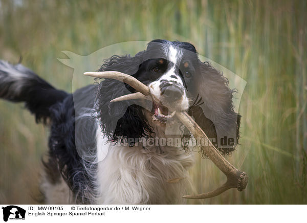 English Springer Spaniel Portrait / English Springer Spaniel Portrait / MW-09105