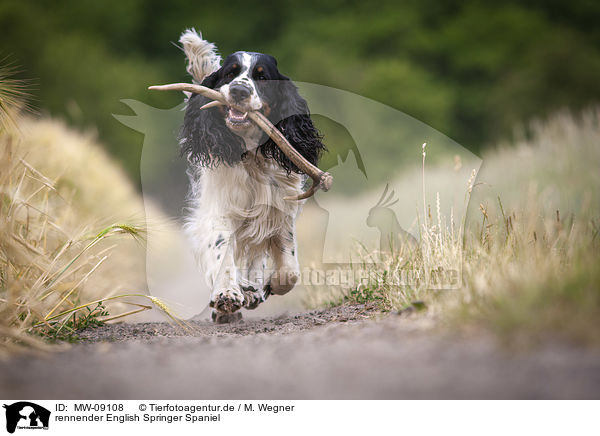 rennender English Springer Spaniel / running English Springer Spaniel / MW-09108