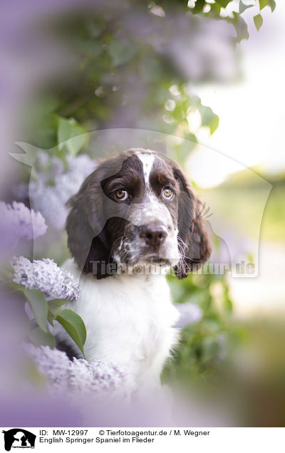 English Springer Spaniel im Flieder / English springer spaniel in lilac / MW-12997