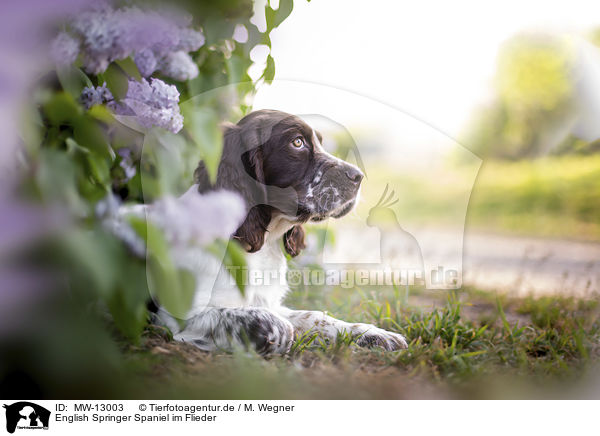 English Springer Spaniel im Flieder / MW-13003