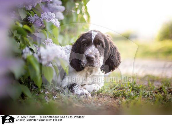 English Springer Spaniel im Flieder / MW-13005