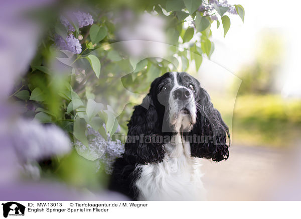 English Springer Spaniel im Flieder / English springer spaniel in lilac / MW-13013