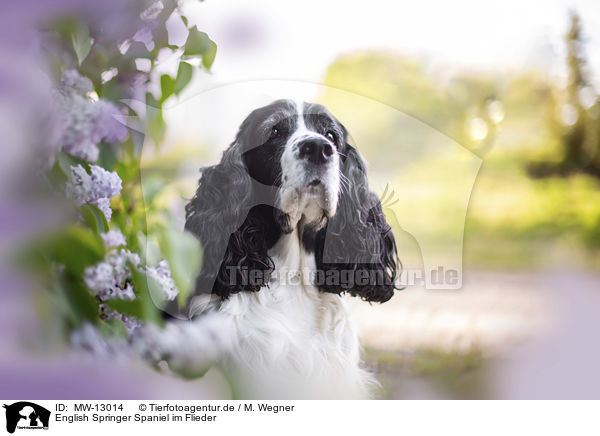 English Springer Spaniel im Flieder / English springer spaniel in lilac / MW-13014