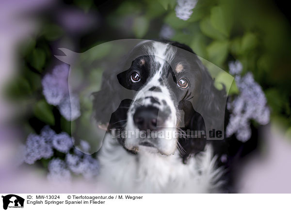 English Springer Spaniel im Flieder / English springer spaniel in lilac / MW-13024