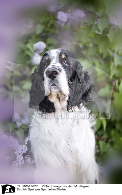 English Springer Spaniel im Flieder / English springer spaniel in lilac / MW-13027